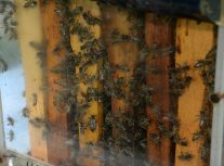 PZD i Greenpeace pomagają pszczołom